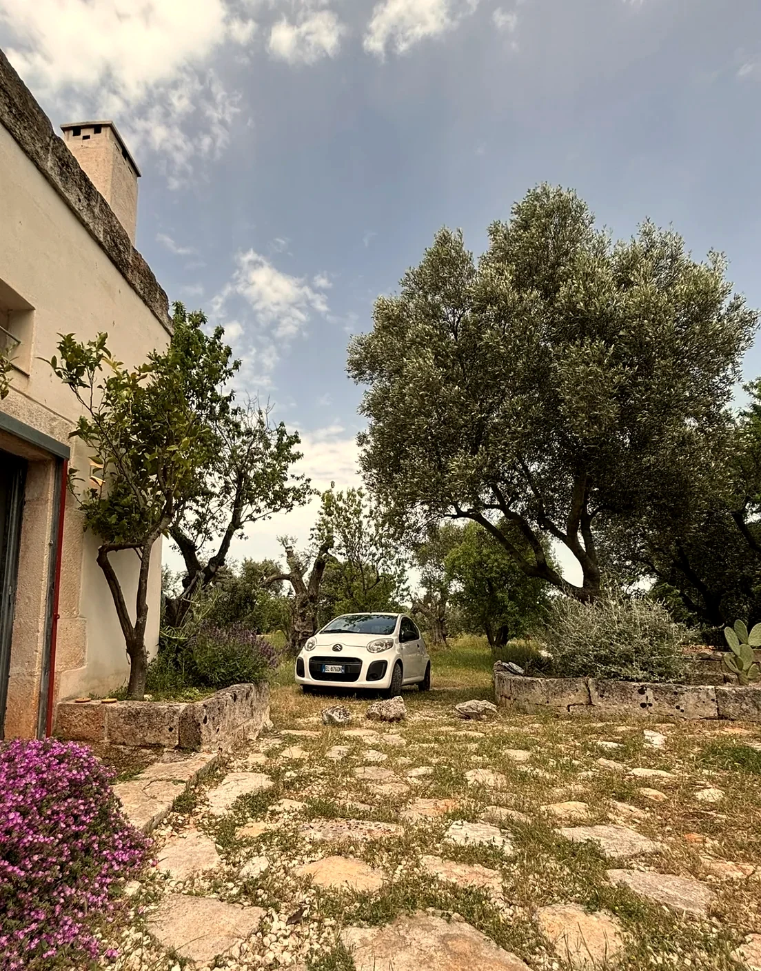 Olive trees and stone farmhouse in Puglia